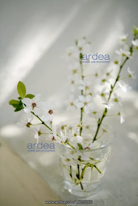 : Plum, Prunus domestica : Plum, Prunus domestica