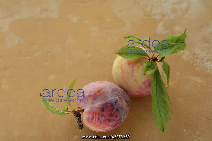: Plum, Prunus domestica : Plum, Prunus domestica