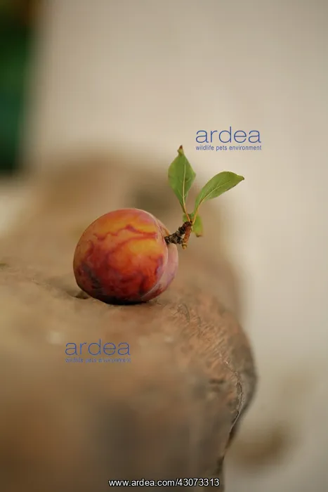: Plum, Prunus domestica : Plum, Prunus domestica
