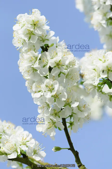 : Plum, Prunus domestica Blue tit, Cluster of white : Plum, Prunus domestica Blue tit, Cluster of white