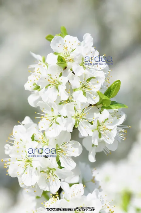 : Plum, Prunus domestica Blue tit, Cluster of white : Plum, Prunus domestica Blue tit, Cluster of white