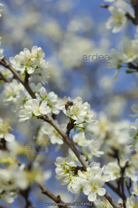 : Plum, Prunus domestica, White flower blossoms growing : Plum, Prunus domestica, White flower blossoms growing