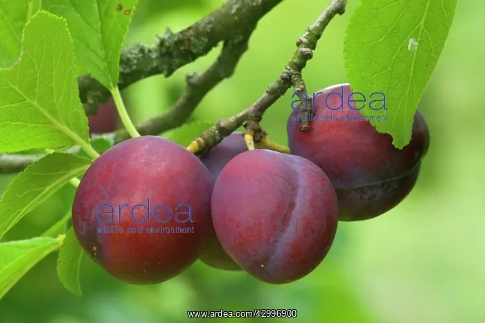 : Plum - ripe Plums hanging on tree : Plum - ripe Plums hanging on tree