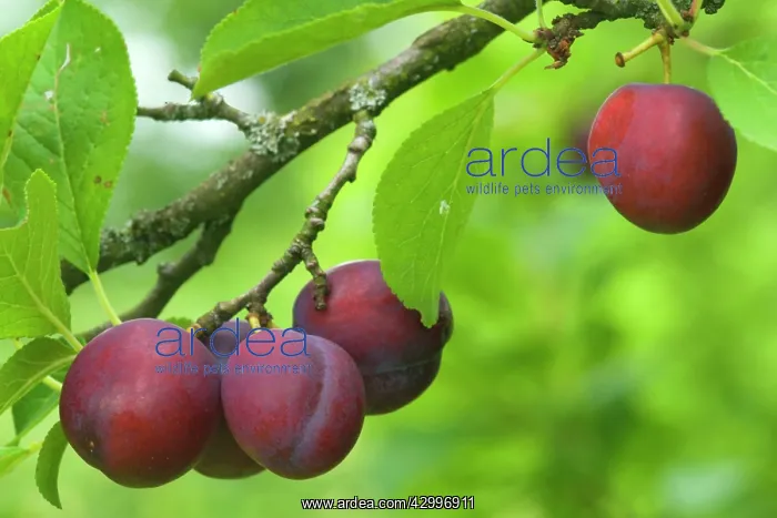 : Plum - ripe Plums hanging on tree : Plum - ripe Plums hanging on tree