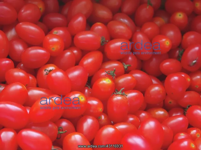 : Plum Tomatoes : Plum Tomatoes