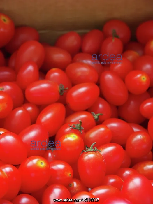 : Plum Tomatoes : Plum Tomatoes