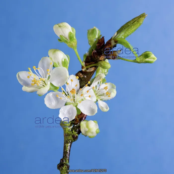 : Plum Tree - blossom : Plum Tree - blossom