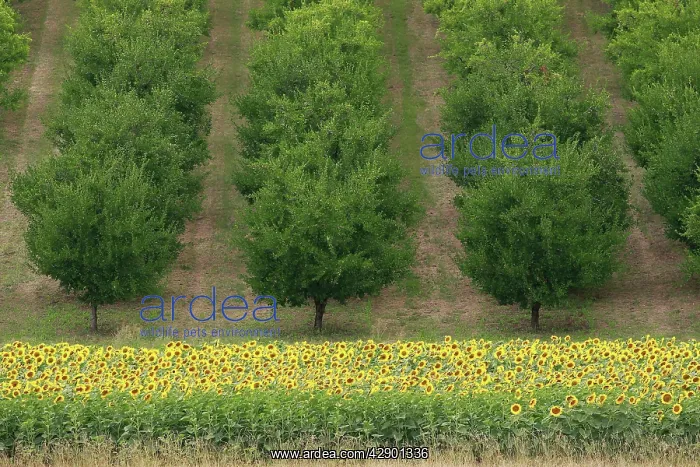 : Plum Trees - with Sunflowers in foreground : Plum Trees - with Sunflowers in foreground