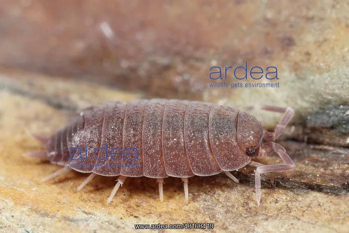 : Plum Woodlouse : Plum Woodlouse