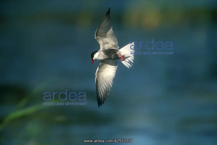  : Plumaged Whiskered Tern - adult in flight