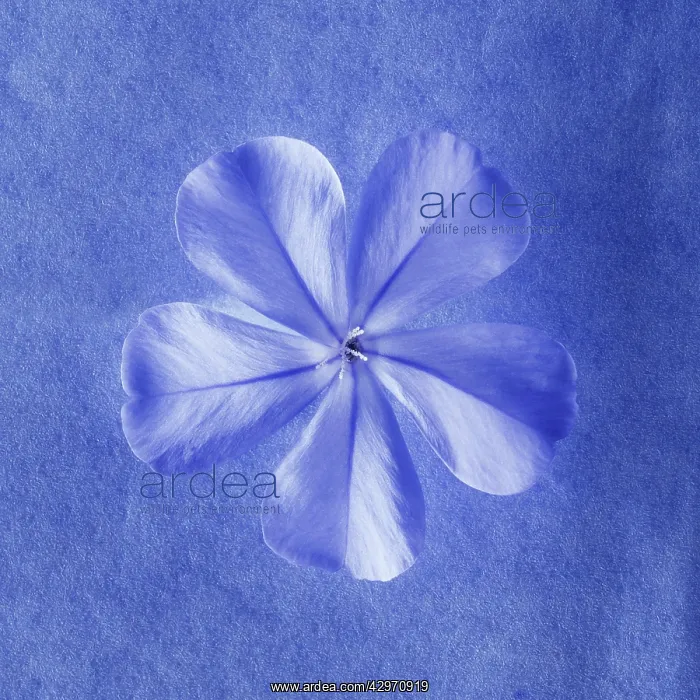 : Plumbago, Plumbago auriculata : Plumbago, Plumbago auriculata