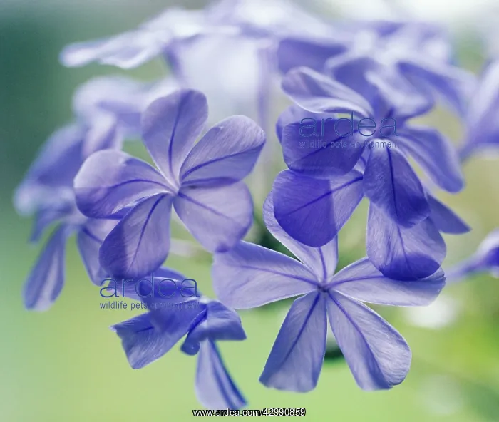 : Plumbago, Plumbago auriculata : Plumbago, Plumbago auriculata