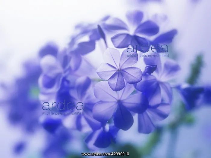 : Plumbago, Plumbago auriculata : Plumbago, Plumbago auriculata