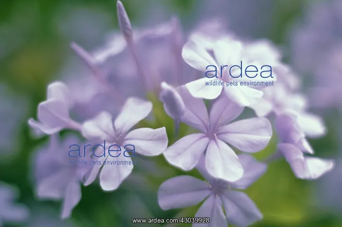 : Plumbago, Plumbago auriculata : Plumbago, Plumbago auriculata