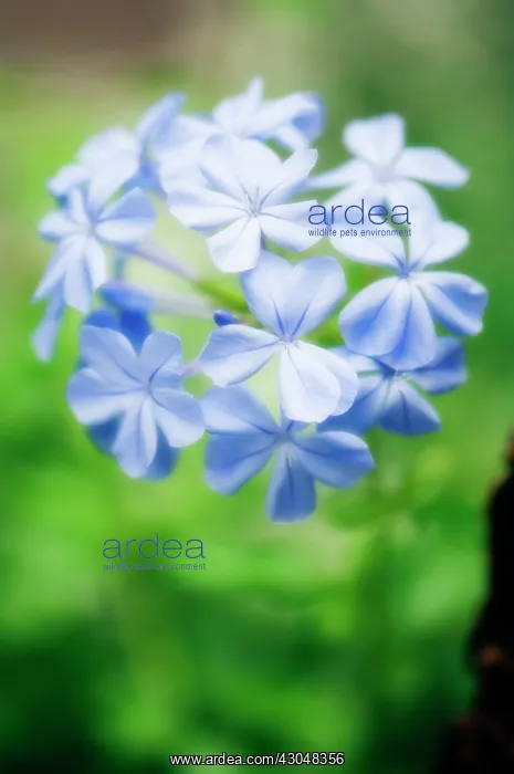 : Plumbago, Plumbago auriculata : Plumbago, Plumbago auriculata