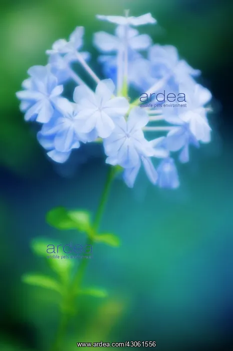: Plumbago, Plumbago auriculata : Plumbago, Plumbago auriculata