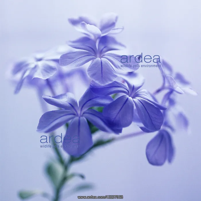 : Plumbago, Plumbago auriculata : Plumbago, Plumbago auriculata