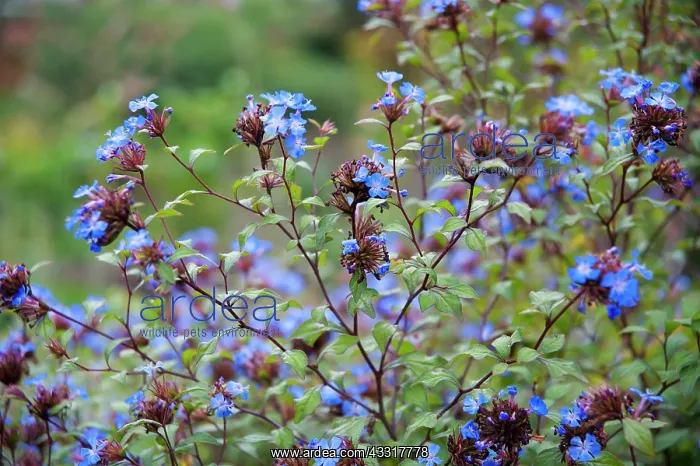  : Plumbago, Ceratostigma willmottianum, Many stems