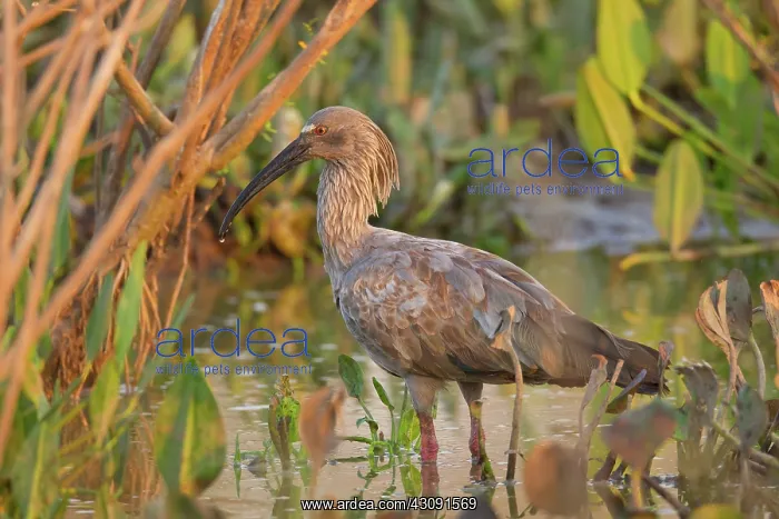 : Plumbeous Ibis : Plumbeous Ibis