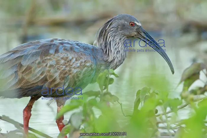 : Plumbeous Ibis : Plumbeous Ibis