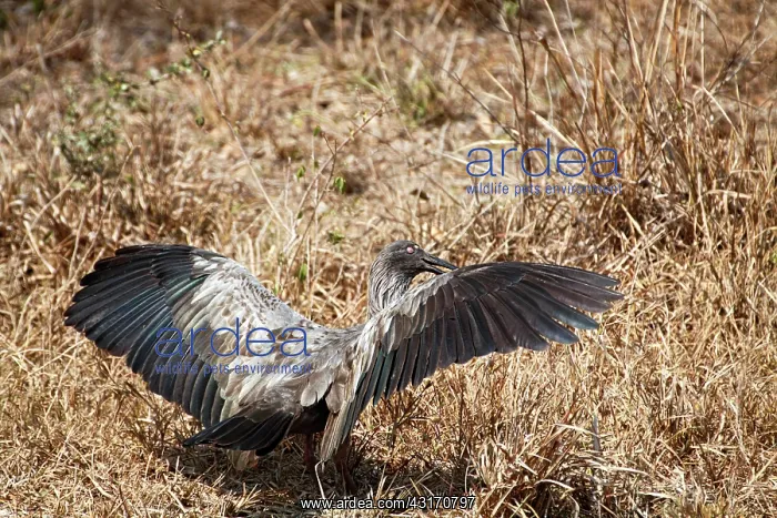 : Plumbeous Ibis : Plumbeous Ibis