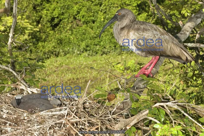  : Plumbeous Ibis at nest with young