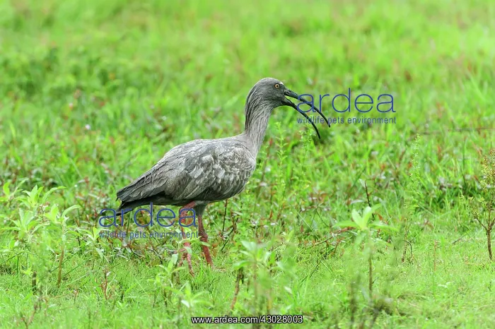 : Plumbeous Ibis, Pantanal Wetlands, Mato Grosso, Brazil : Plumbeous Ibis, Pantanal Wetlands, Mato Grosso, Brazil