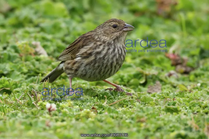 : Plumbeous Sierra-Finch : Plumbeous Sierra-Finch