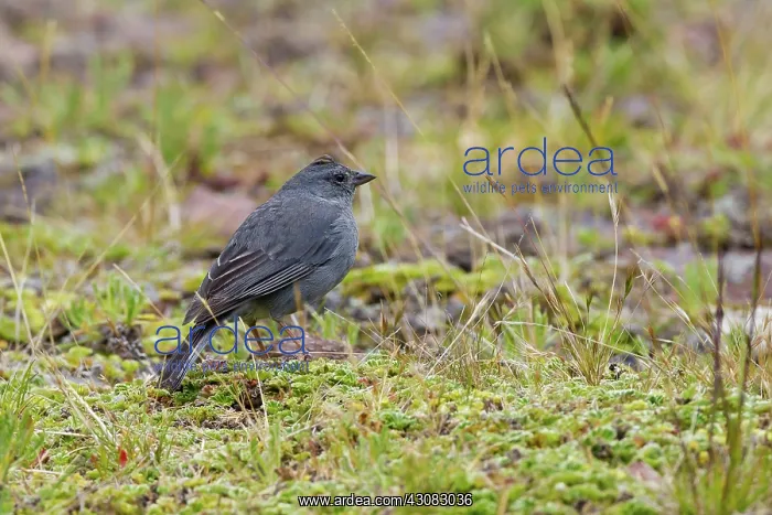 : Plumbeous Sierra-Finch (male) : Plumbeous Sierra-Finch (male)