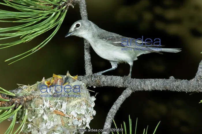 : Plumbeous Vireo with four chicks in nest : Plumbeous Vireo with four chicks in nest