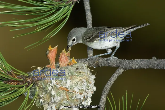 : Plumbeous Vireo feeding chicks in nest : Plumbeous Vireo feeding chicks in nest