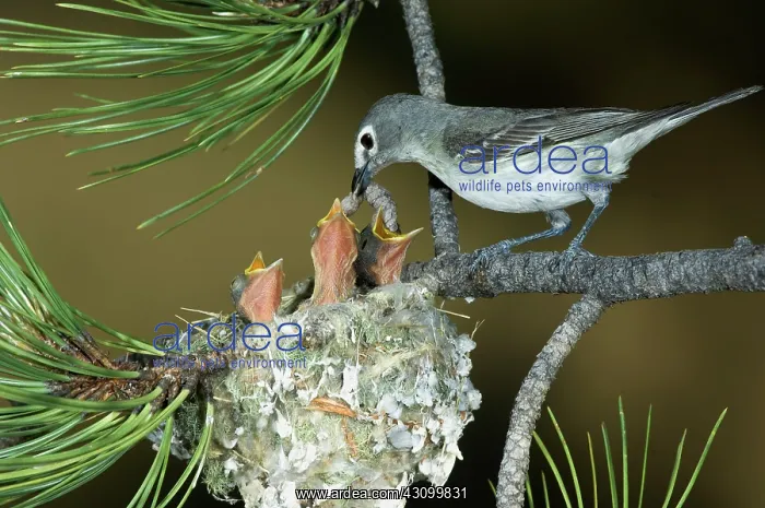 : Plumbeous Vireo feeding worm to chicks : Plumbeous Vireo feeding worm to chicks