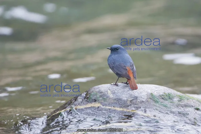 : Plumbeous Water Redstart : Plumbeous Water Redstart