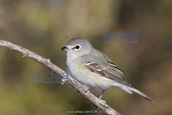 : Plumbeus Vireo : Plumbeus Vireo