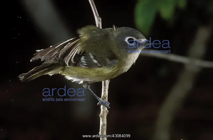 : Plumbeus Vireo : Plumbeus Vireo