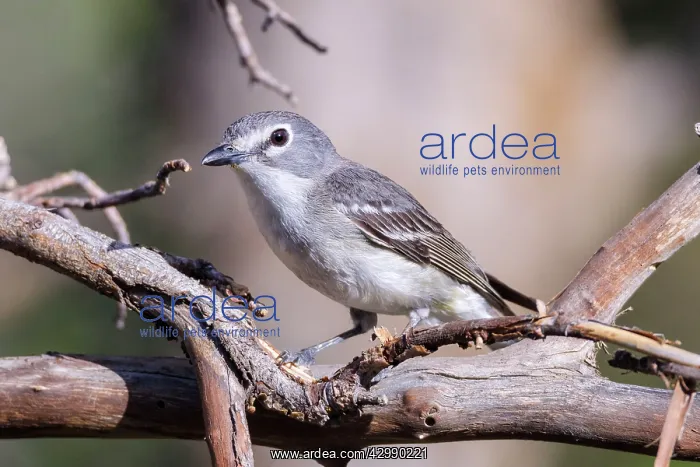 : Plumbeus Vireo - perched in tree