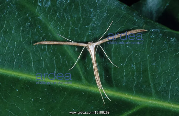  : Plume Moth
