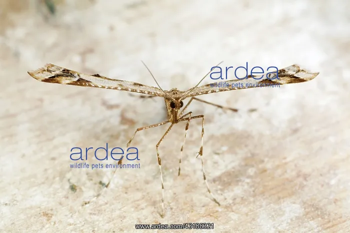: Plume Moth : Plume Moth