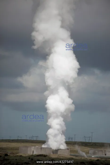 : Plume of thermal steam rises from natural : Plume of thermal steam rises from natural