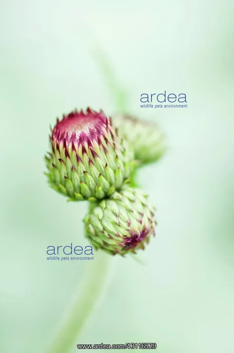: Plume thistle, Cirsium rivulare Atropurpureum, close up of : Plume thistle, Cirsium rivulare Atropurpureum, close up of