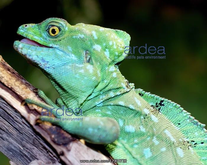 : Plumed Basilisk : Plumed Basilisk
