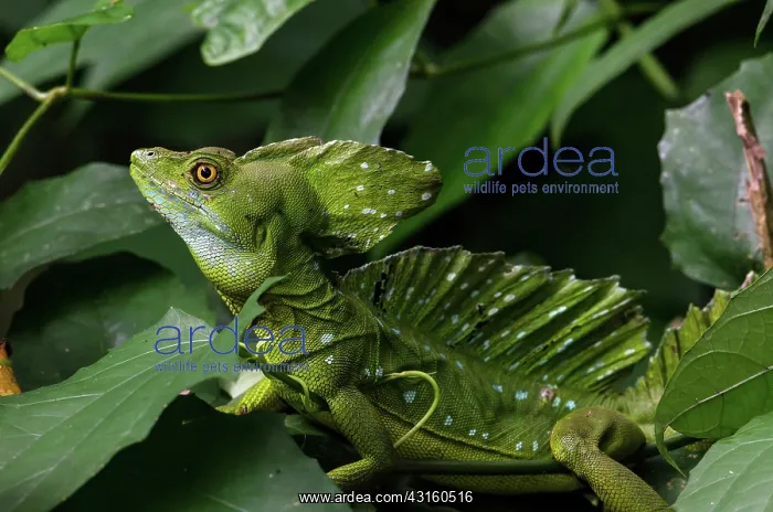: Plumed Basilisk : Plumed Basilisk