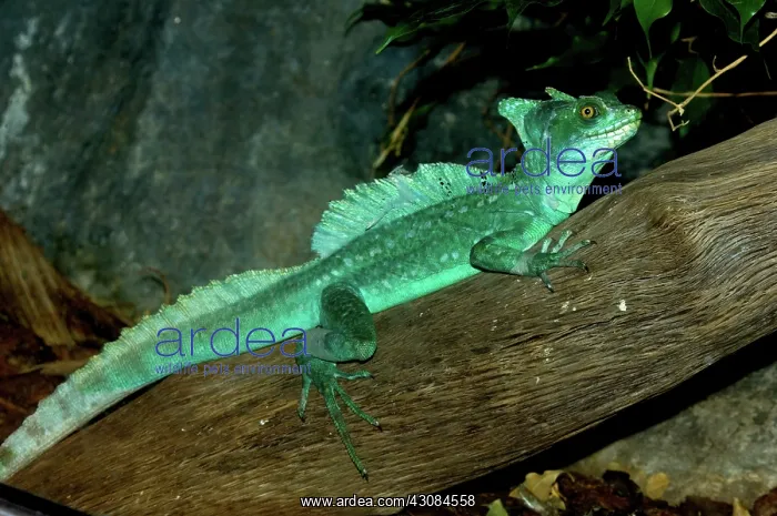 : Plumed Basilisk (Basiliscus plumifrons) : Plumed Basilisk (Basiliscus plumifrons)