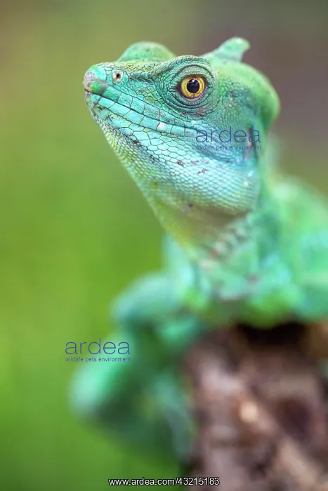 : Plumed basilisk (Basiliscus plumifrons), captive : Plumed basilisk (Basiliscus plumifrons), captive
