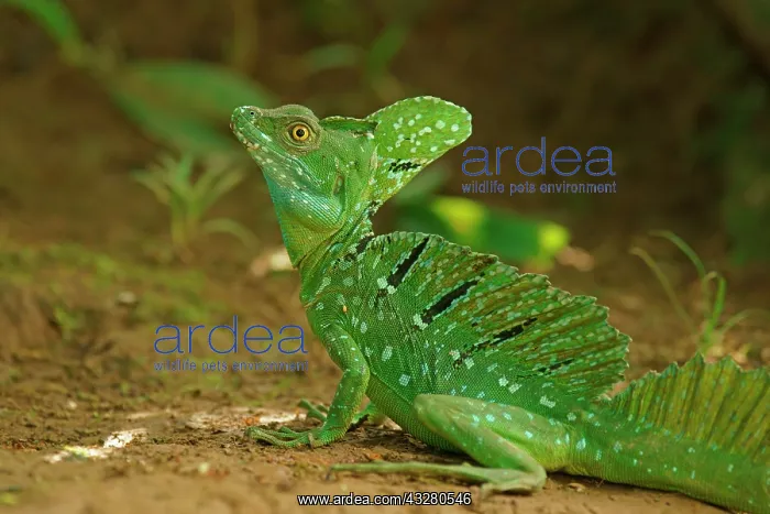 : Plumed basilisk (Basiliscus plumifrons) on the ground : Plumed basilisk (Basiliscus plumifrons) on the ground