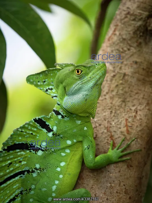 : Plumed basilisk (Basiliscus plumifrons) on tree, T : Plumed basilisk (Basiliscus plumifrons) on tree, T