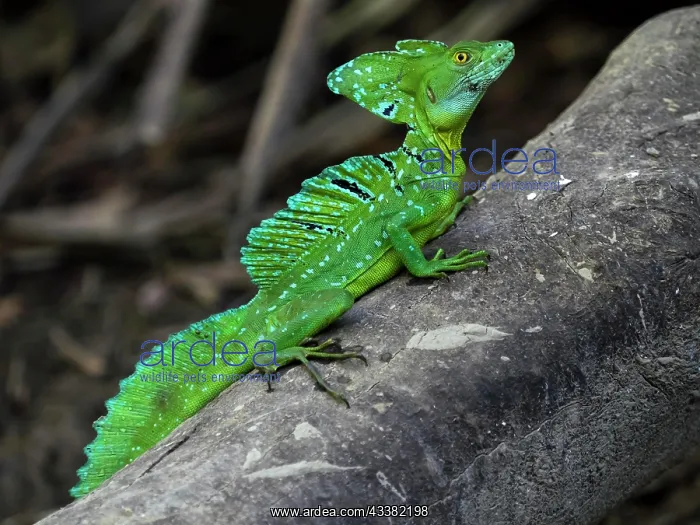 : Plumed basilisk (Basiliscus plumifrons) on tree, T : Plumed basilisk (Basiliscus plumifrons) on tree, T