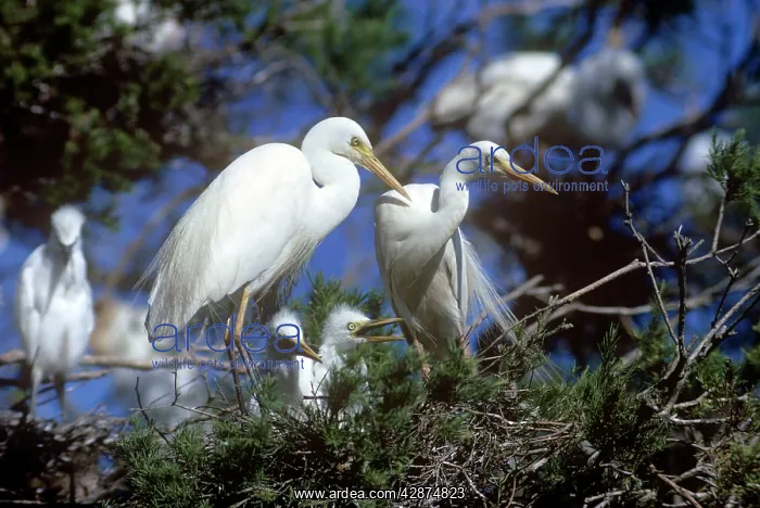 : Plumed EGRET - at nest with chicks : Plumed EGRET - at nest with chicks