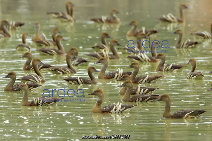 : Plumed Whistling Duck : Plumed Whistling Duck