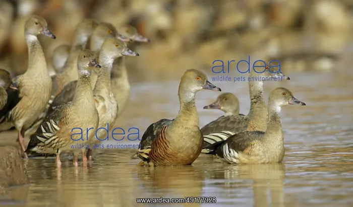 : Plumed Whistling Duck (Dendrocygna eytoni) : Plumed Whistling Duck (Dendrocygna eytoni)